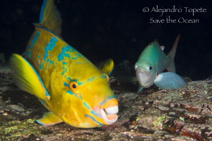 Smile Parrot Fish, Galápagos Ecuador by Alejandro Topete 